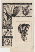 KT 1511
          <br/>
          Titelblad 'Botanische tulpen' met late gestreepte tulp
          <br/>
          <em>Koster, Antonie Lodewijk (1859-1937)</em>